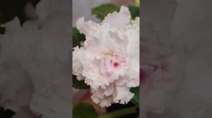 Полный роспуск фиалки Белый Медведь