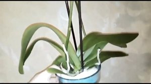 #орхидея#клеопатра.посылка от Екатерины Филипповой.mp4
