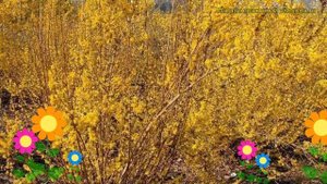 Форзиция промежуточная Миниголд. Краткий обзор, описание характеристик forsythia?intermedia Minigol