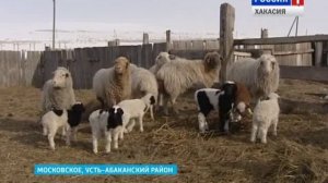 Правительство закупило корма - не заготовленные из-за засухи 17.03.2016