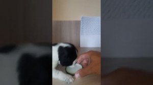 Первое кормление щенка... спаниель.