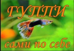Гуппи сами по себе.