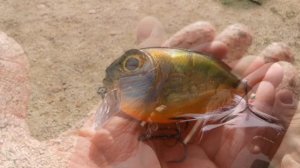 Мой самый уловистый Кренк в этом 2019 году | BEST CRANK FOR PIKE 2019 BELLY DOG N 24 CORMORAN