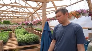 ?БРОСИЛ РАБОТУ и начал выращивать цветы. Обзор деревянной круглогодичной теплицы.