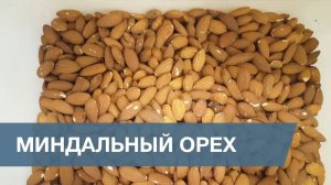 Сортировка Миндального Ореха / Almonds Sorting