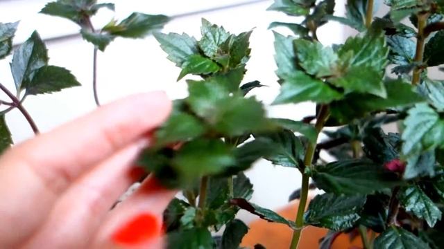 Ахименес не цветет! Что делать?! смотреть онлайн