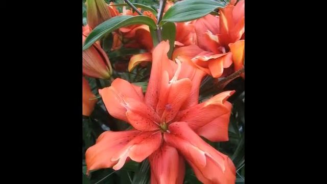 Красота нежной лилии смотреть онлайн