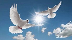 Кайеркан Сергей - архив : Голуби летят над нашей зоной