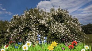 Чубушник (жасмин садовый) венечный ? Посадка. крупномеры, саженцы чубушника (жасмина садового)