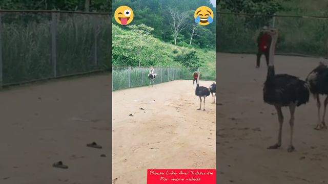 Funny Ostrich ride 😂😀।Viral shorts।Trendingshorts।#yt shorts