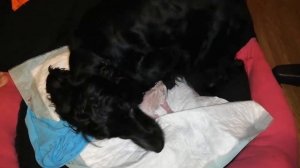 Русский охотничий спаниель. Рождение щенков.