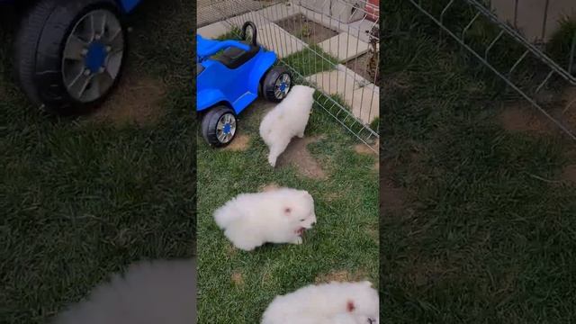 продажа щенки Японского шпица белая собака