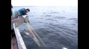 Промысловый лов судака на Ладоге рыболовными сетями Хамелеон от японской компании Momoi Fishing