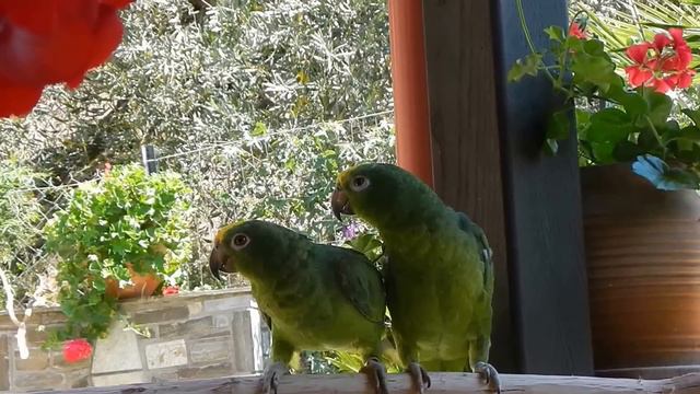 Amazon parrots sing opera - the phantom of the opera смотреть онлайн
