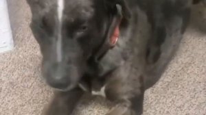 Приметы о зевании, что значит зевнуть в церкви?