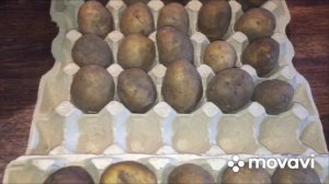 Семенная Картошка, Лёгкий и Удобный способ проращивания.