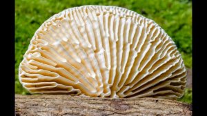 Trametes betulina