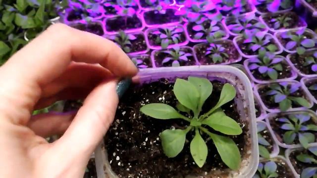 ПЕТУНИЯ. ПРИШЛО ВРЕМЯ ПИКИРОВАТЬ ПЕТУНИЮ. смотреть онлайн