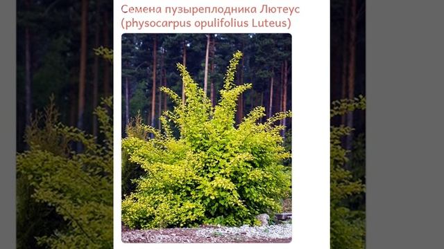 Пузыреплодник Лютеус (physocarpus opulifolius Luteus)