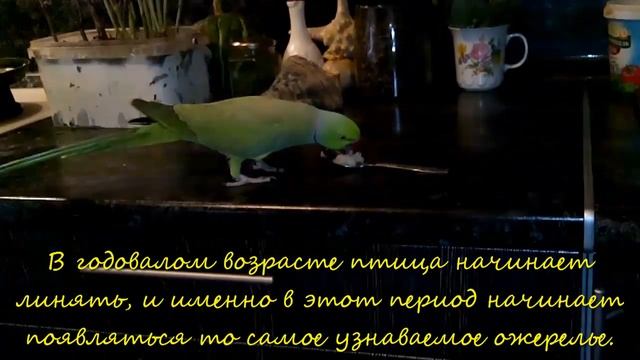 Ожереловый попугай ест кашу.//Necklace parrot eats porridge смотреть онлайн