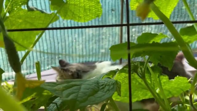 ПЕРВЫЙ УРОЖАЙ / ГОТОВ МАНГАЛ смотреть онлайн