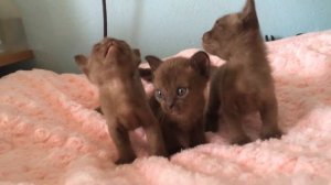 Burmese kittens / Бурманские котята. Бурма