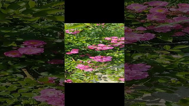 1000014717.mp4