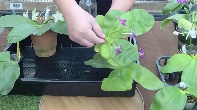 Norman Fang Live! Episode 23 Phal violacea and its hybrids смотреть онлайн