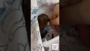 Бельчонок выпал из гнезда! Екатерина Стриженова с дочкой выхаживают малыша