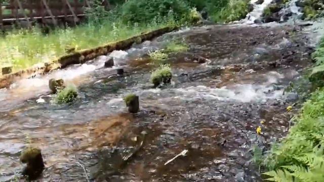 Музыка природы Ленинградская область смотреть онлайн