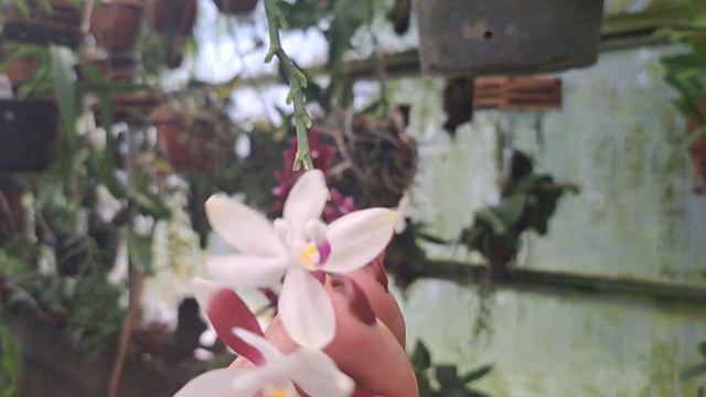 Phalaenopsis tetraspis C2