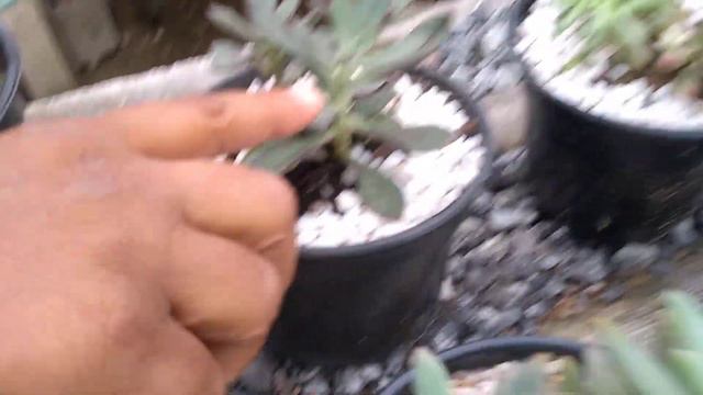 Echeveria Hanaikada смотреть онлайн