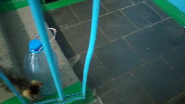 Игривый котенок Чупик 😻🐱♥️ смотреть онлайн