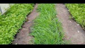 ????ЧТО ДЕЛАТЬ С СИДЕРАТАМИ ПЕРЕД ЗИМОЙ. ТЕПЛИЦА. ЗАЧЕМ НУЖНЫ СИДЕРАТЫ