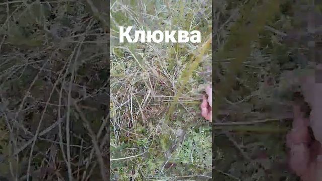 сбор клюквы в сибири