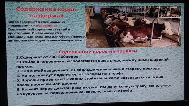 Биология. Тема урока: "Корова. Содержание коров на фермах"