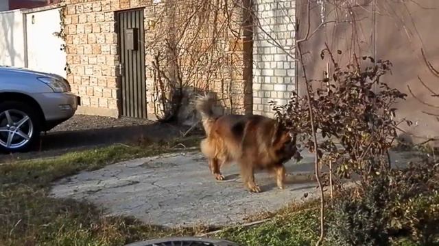 КРАСАВЕЦ КОБЕЛЬ Длинношерстной Немецкой Овчарки. Excellent male German Shepherd. Одесса.
