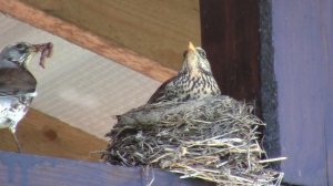 Птенцы дрозда - от яйца до птенца на нашей даче. Интересные факты из гнездовой жизни!