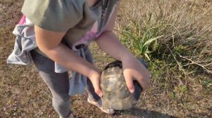 В поисках черепах. Сухопутная ? занесена в красную книгу. Turtle