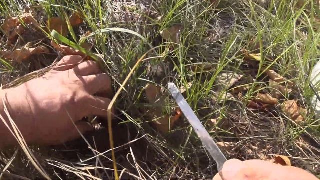 ГДЕ РАСТУТ ВАЛУИ смотреть онлайн