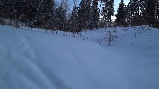 В зимний лес на лыжах 16.02.2019 (1)