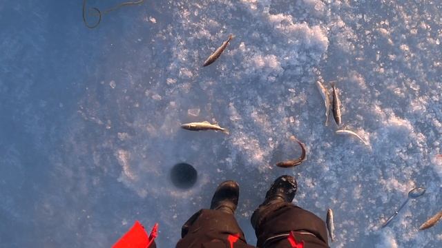 Цугцванг от Наваги. Ловля наваги на блесны во Владивостоке. смотреть онлайн