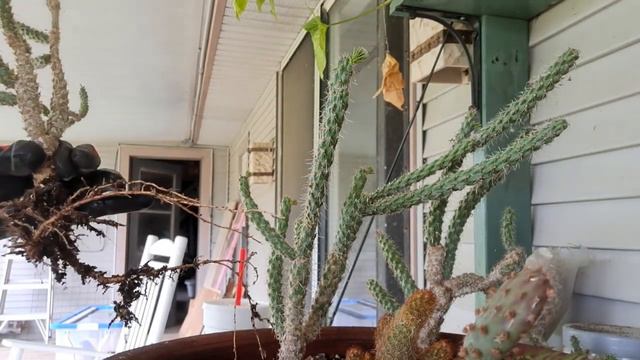 A dish full of succulents and cacti gets a makeover. смотреть онлайн