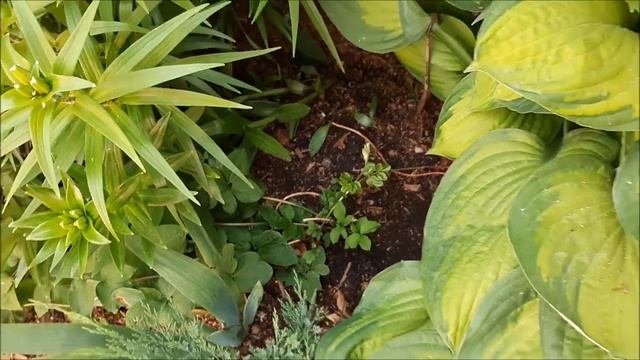 Две причины из за которых клематисы поздно всходят! Новый подход к посадке клематисов!