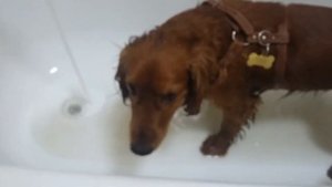 Английский кокер-спаниель. Чарли сам моет лапы. Как правильно мыть лапы кокер-спаниелю.