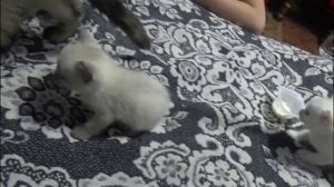 Котятам 4 недели, начали прикорм/Животные