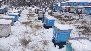 Зимовка пчел в Краснодарском крае помощь пчёлам!