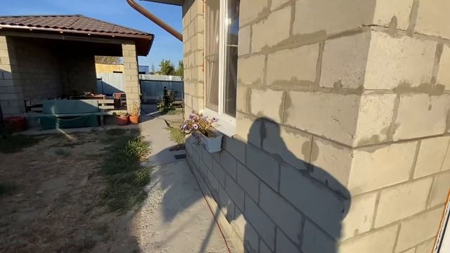 ВМЕСТО ШИПОВНИКА ЁЛКУ что снится МИТЕ и как СКАЧЕТ ПИРАТ смотреть онлайн