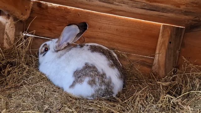 с кроликами справился! смотреть онлайн