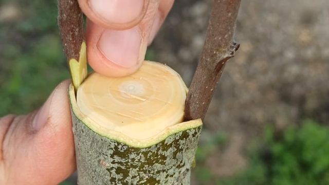 Успешная Прививка  Мушмулы на Боярышник